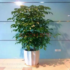 常州绿植租赁/常州绿植批发零售