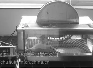 跑轮实验系统 小动物跑轮系统 大鼠转轮式跑步机