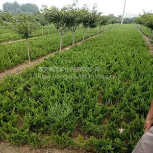 现货出售30公分龙柏树苗 根系发达成活率好 龙柏树苗价格低廉