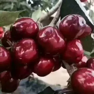 ��Ӧ���������һ��ӣ������ֲ���� �۸�