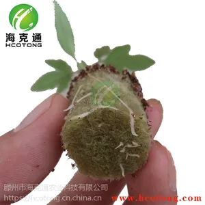 口无土栽培水培番茄花卉岩棉育苗基质 岩棉塞 泡沫育苗盘