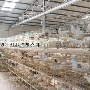 养鸡再不用清粪机你就落伍了如何快速清理鸡粪