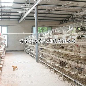 环保查的那么严的今天我该如何养鸡如何养鸭