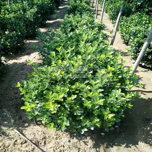 现货出售1米的冬青球 冠幅漂亮树形好 山东冬青树苗种植批发基地