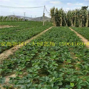 批发草莓苗 供应大量优质高产草莓苗