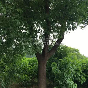 ����ͩ���������10-50���������ؾ���