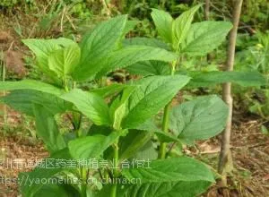 亳州玄参芽子价格 玄参种植时间咨询