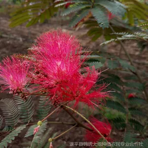 ��Ӧ��Ҷ�ϻ� ��Ҷ�ϻ� ��Ҷ�޻���