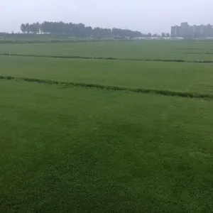 湖南结缕生态草业发展有限公司