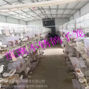 滨澳厂家现货批发鸽笼 三层十二位鸽子笼 四层十六位鸽子笼 优质鸽笼齐全 15531818087