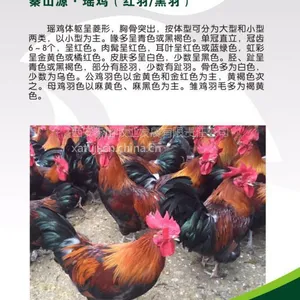 安康土鸡苗,秦山源瑶鸡/大瑶鸡
