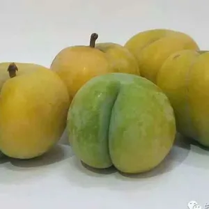 �Ĵ���������������2019���Ĵ������������籨��