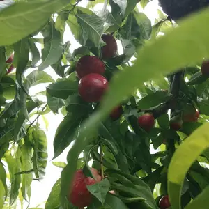 ɽ�������������� �������� ��������Ʒ��