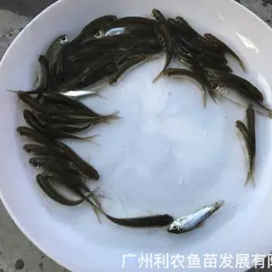 ������������ ������ ����ֳ�������� 3-5���ײ���ֱ��