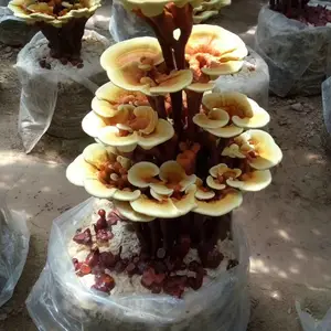 �ʻ���֥���Գ��� ����Ʒ �칫�ҿ������� �������������֥