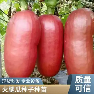 药食同源果蔬种植好项目 香茹蜜种植 香茹蜜种子基地直发