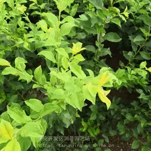 ��Ʒ���������������_����÷��������ľ����