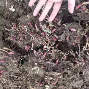 ���հ�����ѿ