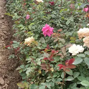 月季-供应月季-周至月季批发-营养钵丰花月季苗圃