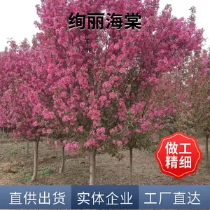 �羰������������ �е�16���ֺ����� �ز�С������ľ