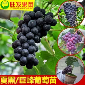 �����ĺ����������ͺ� �޽�ȫ���������ٹ�����Ʒ����������