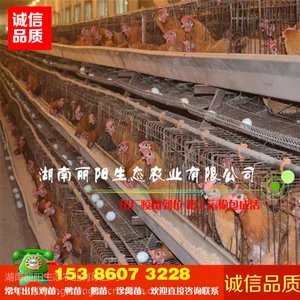 优质小鸡苗活体麻羽高产绿壳蛋鸡苗麻鸡苗