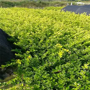 重庆涪陵春鹃苗厂家价格从优