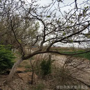 �ӱ��������ػ������� ��Ӧ��ǿ����ޱ�� �����պ졢��������
