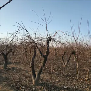 ����Ե ����̻��Գ��ڻ����ӷ��ܱ���ë �辰��֦÷