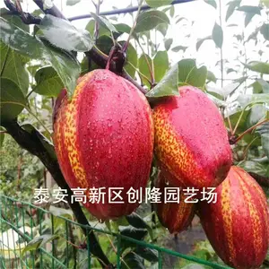 2020年一公分梨树苗***格,早酥红梨树苗培育基地,