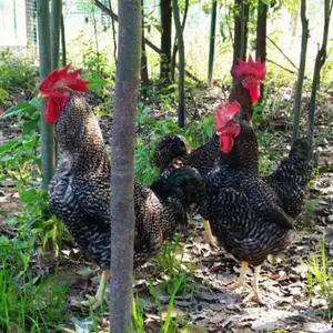 新疆芦花鸡苗芦花鸡苗批发 昌吉芦花鸡苗价格 喀什快大黑鸡苗 肉鸡苗