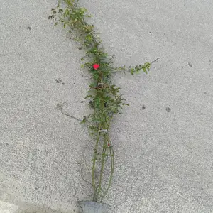 ��ľ���¼����� ���۵�1-4�׸��¼� �����¼����ڷ��� �ر��¼�