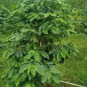 咖啡树、咖啡豆植物、花院植物、阳台植物工程绿化苗
