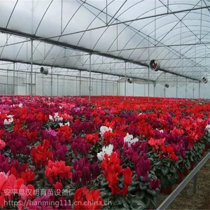 安平汉明花卉苗床，即将亮相2019昆明国际花卉展,邀您参加