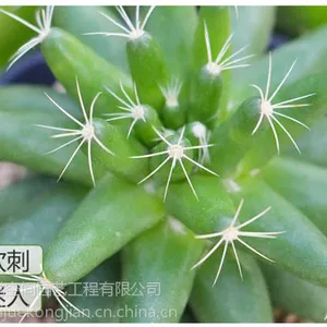 供应佛山办公室绿植租赁绿色植物盆栽绿植基地批发植觉空间多肉植物金星
