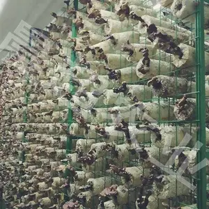 平菇网格架-呼和浩特网格架-河北晨超(查看)