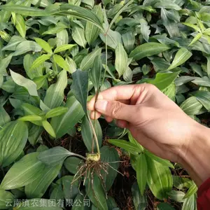 湖南黄精苗 基地批发黄精种苗 滇黄精苗 2019黄精种苗 现挖现发 品质***