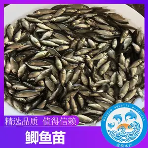 四川自贡快大鲫鱼苗 广州宝悦水产 荆州鲫鱼苗的***格