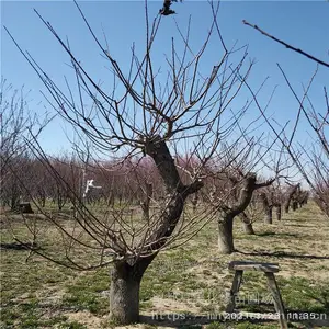 ����Ե �辰��÷��׮���� �ͺ���÷��׮ ���ֹ��