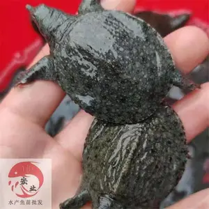***���糡_�糡���������_����������