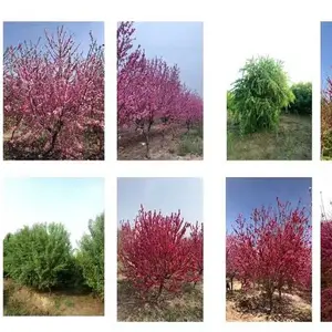 ���Ҵ��� ���Ҵ�װ�� ���ұ��籭װ�� ���������� 30Ԫ�����ϳ�