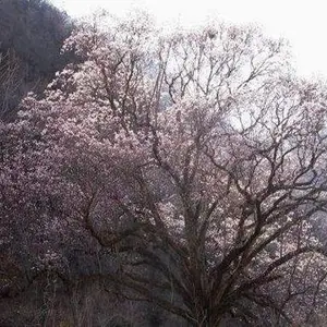 玉兰树培育基地-雅仕阁绿化苗木基地(在线咨询)-太原玉兰树