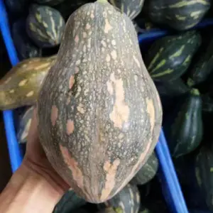 ��ɫ�߲���ֲ֮�����Ϲ���ֲ һ�����Ϲ��߲������Ϲ� ��Ŵ�Ϲ�����