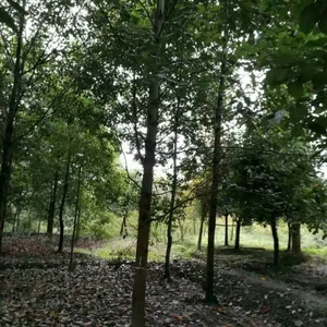 ȫ������������ˣ�12��������������,�ɶ����������ֲ��