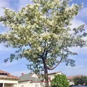 山东流苏树 选择山东济宁流苏树种植基地 售后服务好