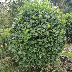 ��Ҷ��������ۣ��������۴�Ҷ�������ӣ���Ʒ��Ҷ������