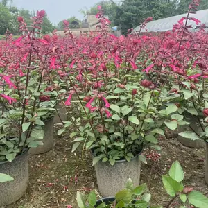 四川超 级一串红基地 超 级一串红批发供应 超 级一串盆苗