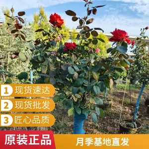 ������֬��ľ�¼� ���Ի��ܵ���С�繩Ӧ Ũ���͹����¼�����������