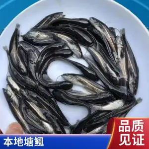 鲲腾 塘鲺鱼苗 胡子鲶鱼 易成活 水产养殖幼苗 种苗供应