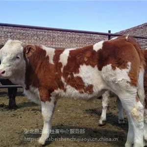 河北母牛犊多少钱一头西门塔尔牛价格